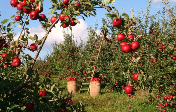 Britain’s Farms Run on Central Asian Labor Now – The Diplomat