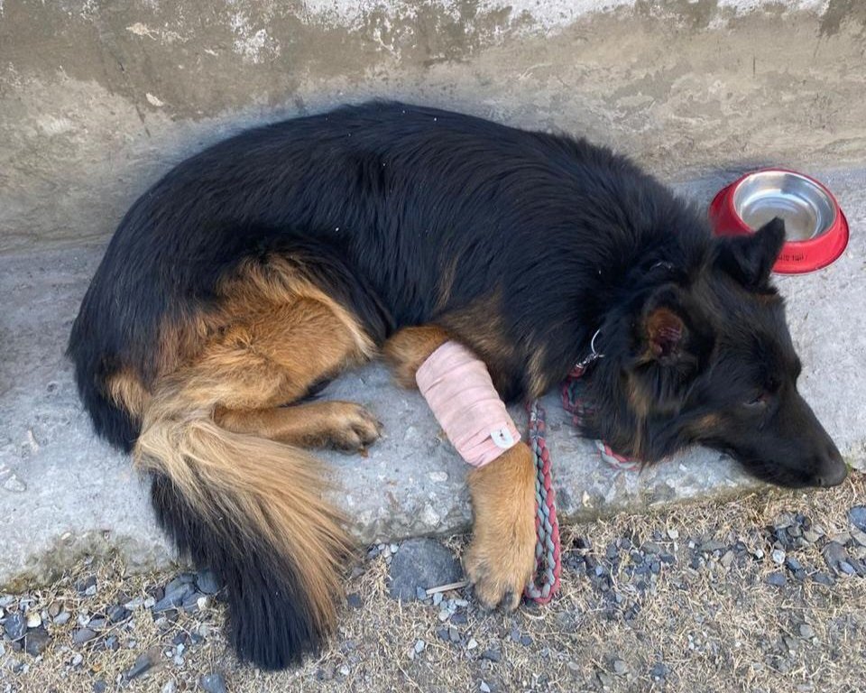 Army assault dog Tyson honoured for bravery during J&K counter-insurgency operation